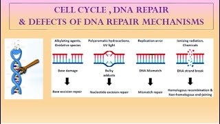 DNA REPAIR MECHANISMS [upl. by Nobile]