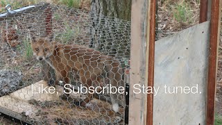 How to build a fox trap  HD  That works [upl. by Jana]