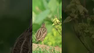 Common Quail Bird NatureloverMale quail sound [upl. by Nilauqcaj]