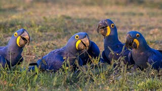 Information about the Hyacinth Macaw Blue Macaw  Feathered Explorer [upl. by Vikki152]