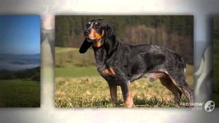 Small Swiss Hound Dog breed [upl. by Ardnosak]