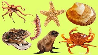 Animales para niños  Animales marinos  Aprende nombres y sonidos de marinos animales en español [upl. by Alyakcm]