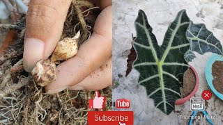 How To Propagate Alocasia From Its Bulb  Multiple Garden [upl. by Dymoke]