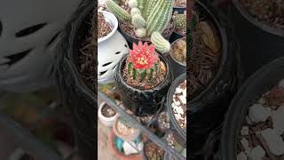 Cactus biznagas en floración videos youtubershorts [upl. by Nile211]