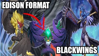 Blackwing Deck Profile  Edison Format  YUGIOH [upl. by Morgana78]