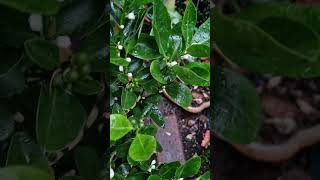 Growing a ColdHardy Calamondin Orange Tree 6Month Progress Update [upl. by James758]