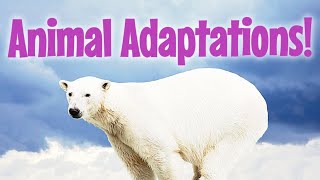 Survival Skills The Secret of Animal Adaptations How Animals Thrive Natures Adaptive Wonders [upl. by Odnomra]