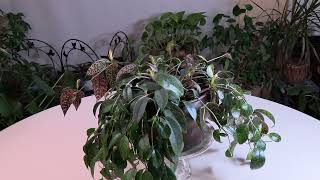 Lipstick Plant Aeschynanthus Care What to Know [upl. by Annairt]