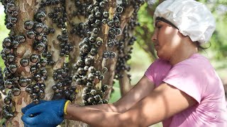 Amazing Way They Harvest and Process Rare Jabuticaba Grapes [upl. by Codi969]