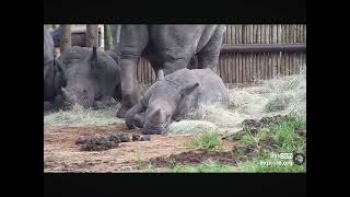 Baby Rhino Calf Shooed Away Goats and Relaxed 04062024 exploreorg [upl. by Eelyah]