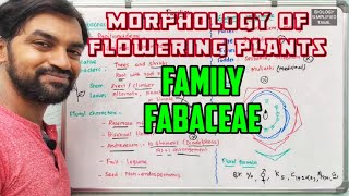 Fabaceae  Morphology of flowering plants  Families [upl. by Celisse927]