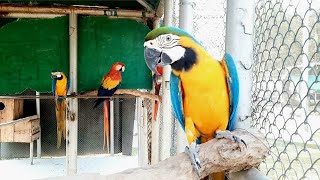 Macaw Parrot Sounds [upl. by Dara349]