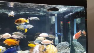 New Gyre 130 on 75gal African cichlid tank [upl. by Nasas515]