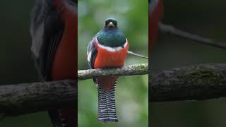 Collared trogon Trogon collaris [upl. by Akirehc]