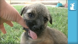 The ABSOLUTE CUTEST Border Terrier Puppy Wiggles And Nibbles  Puppy Love [upl. by Benilda634]