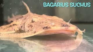 Bagarius suchus [upl. by Elyr]