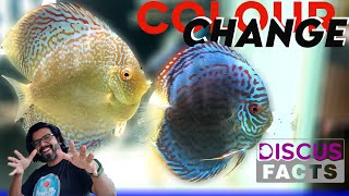 Why do discus fish change colour Breeding Behaviour  Discus Facts [upl. by Eylrac]