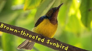 Brownthroated Sunbird Call Sound [upl. by Htebarual236]