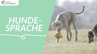 Einführung in die Hundesprache  Hundetraining nach Anton Fichtlmeier [upl. by Anahsat597]