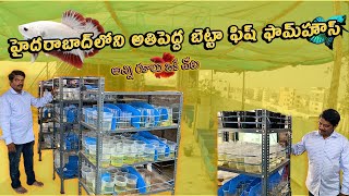 THE BIGGEST BETTA FISH FARM IN HYDERABAD  TELUGU  SN BETTAS bettafarm [upl. by Hanae770]