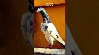 Top high flayer pigeon rampuri🔥🔥 [upl. by Alo]