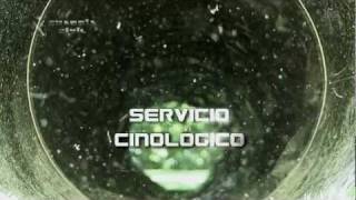 Servicio Cinológico de la Guardia Civil [upl. by Eseerehs]