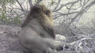 pair of lions overlooking Buffelshoek Tented Camp [upl. by Thirzia]