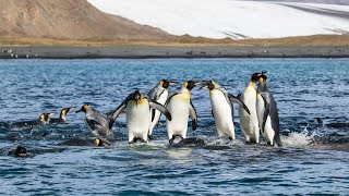 King Penguins Survivors of the Antarcticas Extreme Weather [upl. by Siramaj]