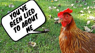 Theyre Lying About Your Backyard Chickens  How Long Can A Chicken Lay Eggs [upl. by Yuh]