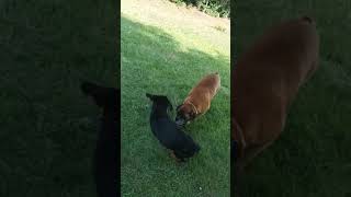 Rottweiler VS Boxer 🥰 1 [upl. by Algernon]