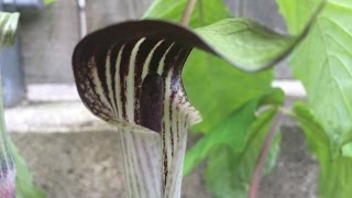 REPOTTING A JACKINTHEPULPIT SOMETHING ATE IT  ARISAEMA TRIPHYLLUM A LOOK AT THE TUBERS [upl. by Atika]