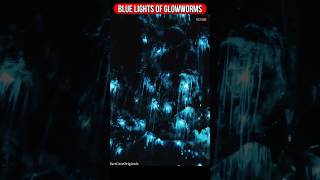 Glow Worm Caves New Zealand 😲 shorts ytshorts youtubeshorts facts [upl. by Eejan]