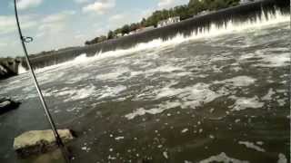 AMAZING Day Fishing for Shad and Striped Bass at a SECRET Spot in Philly [upl. by Andromeda]