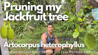 Pruning my Jackfruit tree  Artocarpus heterophyllus [upl. by Naenej]