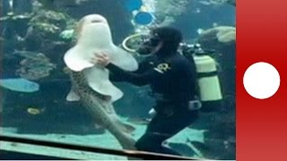 Friendly shark receives hugs and belly rubs from aquarium keeper [upl. by Ecertak]