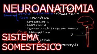 Aula Neuroanatomia  Sistema Somestésico Vias Ascendentes  Neuroanatomia Humana 5 [upl. by Severson]