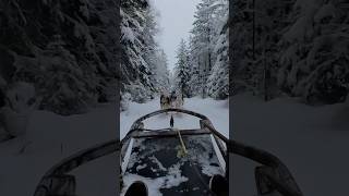 Lapland Finland🇫🇮 shorts lapland finland [upl. by Schoenburg247]