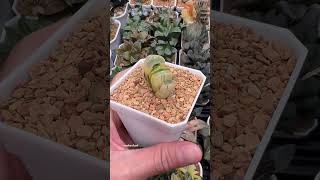 Haworthia Truncata cv Midori No Shima X Best Blue Var haworthia plants succulents plantlover [upl. by Gill]