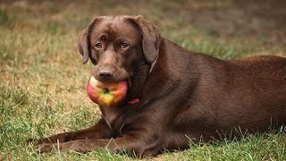 Can Dogs eat apple 3 reasons [upl. by Jeddy]