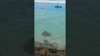 Living in a stingray paradise☺ shortsfeed shortvideo shorts viralvideo maldives beach [upl. by Jessabell]