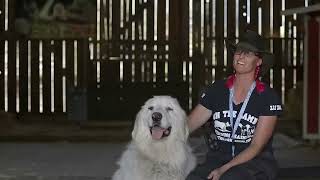 GREAT PYRENEES LIVESTOCK GUARDIAN IN ACTION [upl. by Wiese]