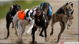 greyhound derby 2024  dog derby race  greyhound racing in Pakistan [upl. by Eveivaneg876]