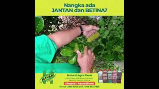 Nangka ada JANTAN dan BETINA  Tips Hanani Agro Farm [upl. by Lalaj]