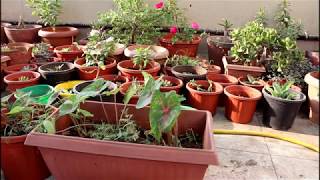 Growing Caladium from bulbs [upl. by Aeniah]