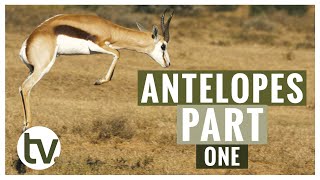 Antelope and their Habitats A closer look at Kudu Springbok Impala Blesbok and Red Hartebeest [upl. by Avis]