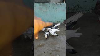 Raat ko bhaga huaa kabutar wapas aaya ♥️🕊️ kabutar ki video shorts pigeon kabootar kabutar bird [upl. by Hazlip]