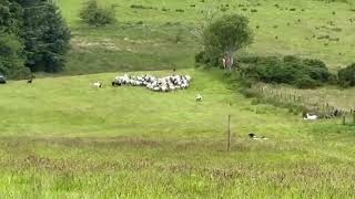 Lot 3  Foxridge Dale  3724  Farmers Marts Dolgellau Online Sheepdog Auction [upl. by Carlita270]