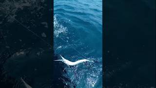 Unexpectedly Catching A Sharp Nose Needle Fish fishing fishingvideos thoondilulagam seafishing [upl. by Cilo]