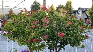 Treed Formed Pieris Japonica 3 Weeks After Annual Maintenance Prune  September 8 [upl. by Edouard586]