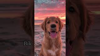 Tvoj horoskopski znak tvoj pas🐶 viralvideo blowup horoskop aktivnost shorts goviral fpyシviral [upl. by Noryd102]